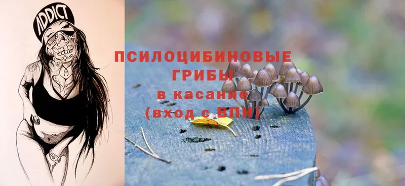 Псилоцибиновые грибы Psilocybe  Кохма 